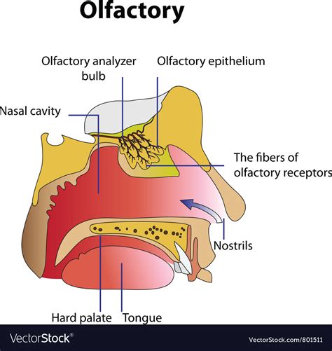 olfactory definition.